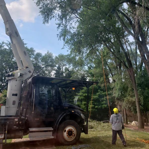 Lagunas Tree Service Inc