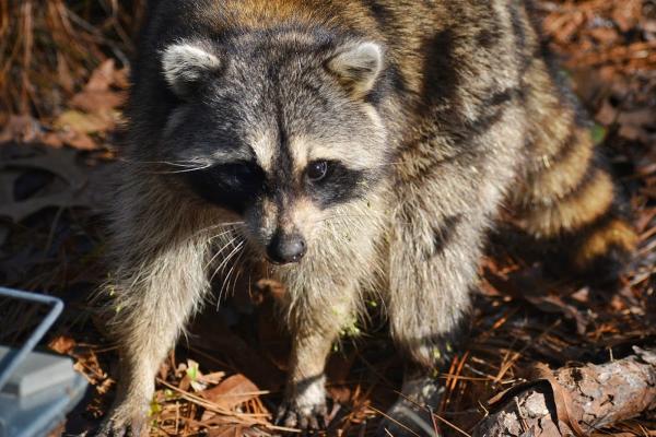 Wildlife Works