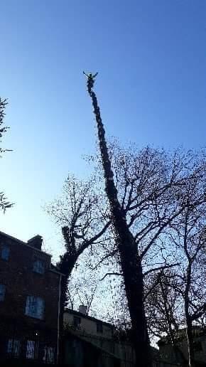 Richard's Tree Care