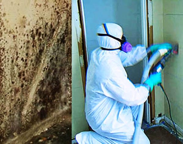 Active Mold Control LLC