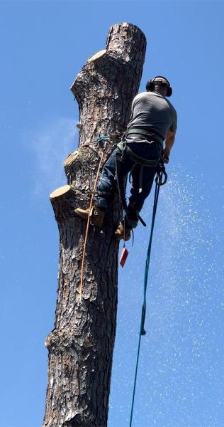 Rouses Tree & Landscaping Services