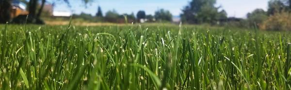 Clean Green Lawn Care