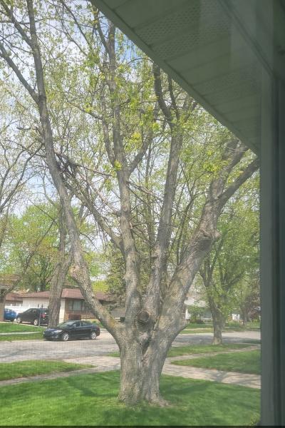 Brian's Tree Service