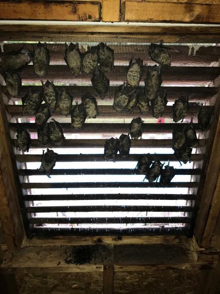 4T Wildlife Removal