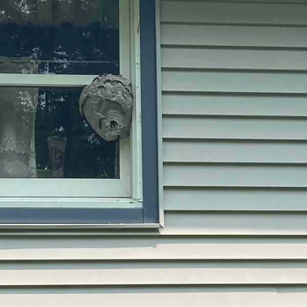 Strongarm Pest Control