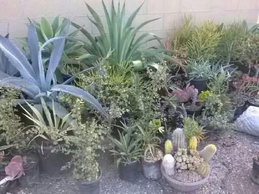 Franks Landscape Design