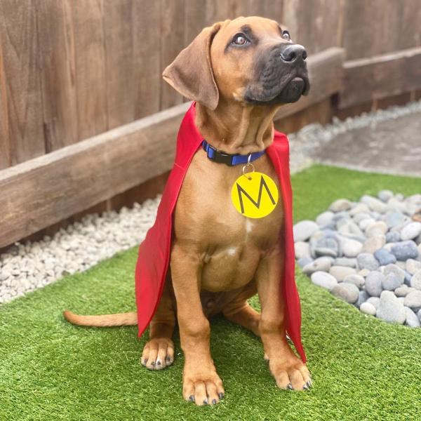 Mighty Dog Roofing