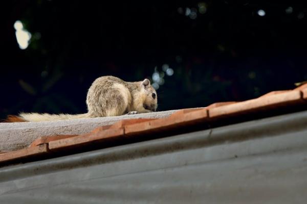 Innovative Pest Management