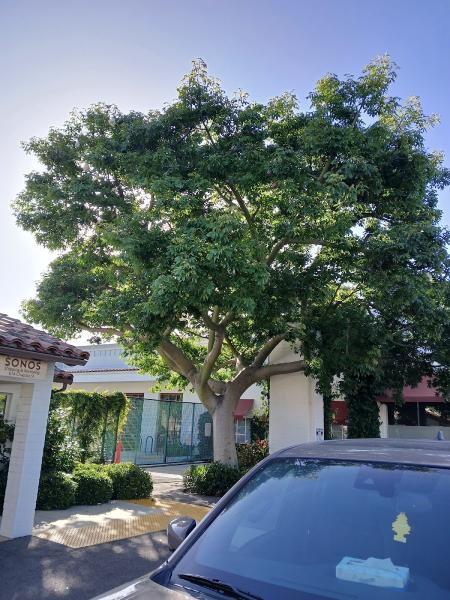 Segura Tree Service