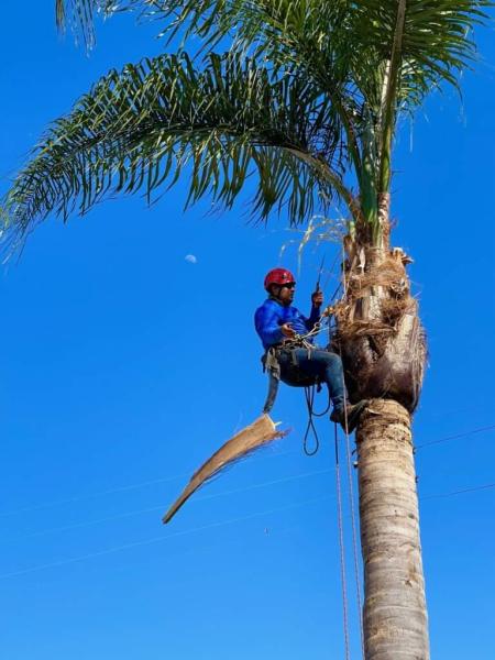 Segura Tree Service