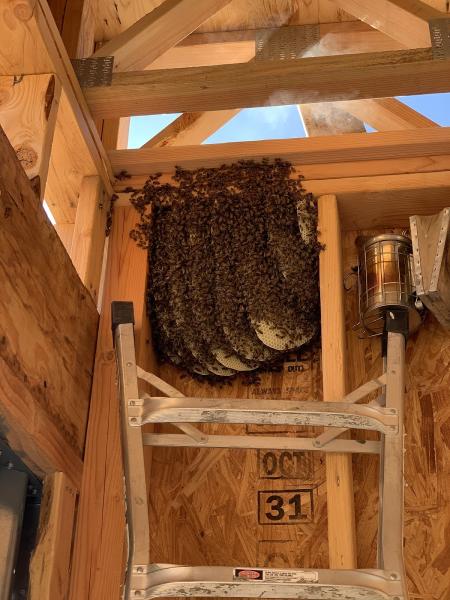 Beeguytravis Live Removal