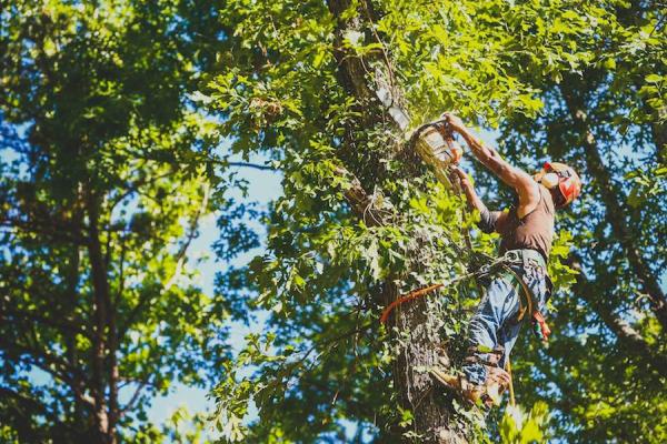 Lindbergh's Tree Service Greensboro