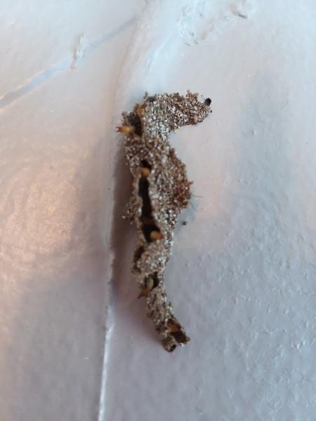 Midwestern Termite & Pest Control