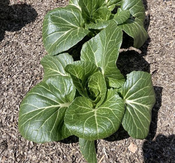 The Itty-Bitty Garden
