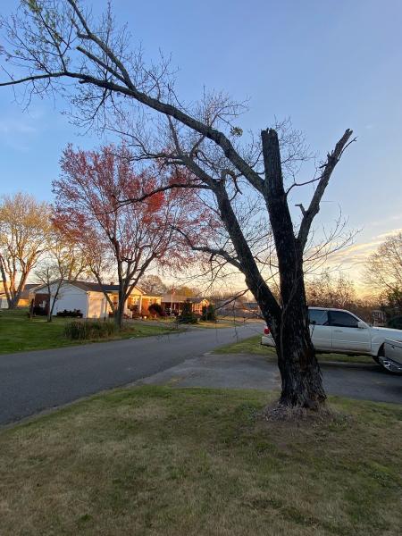 A-Z Tree Service