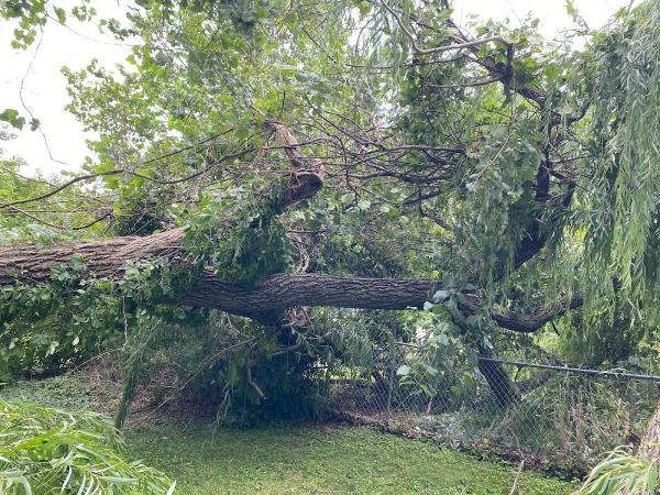 Lux Tree Service
