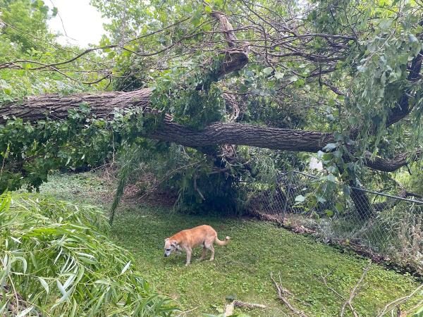 Lux Tree Service
