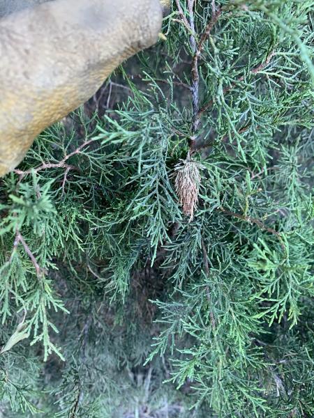 Tree Smith: Pro Tree Care