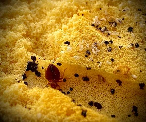 Pestbusters