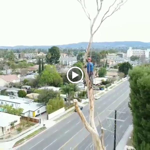 Your Way Tree Service