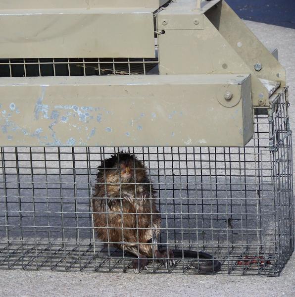 North Houston Wildlife Removal