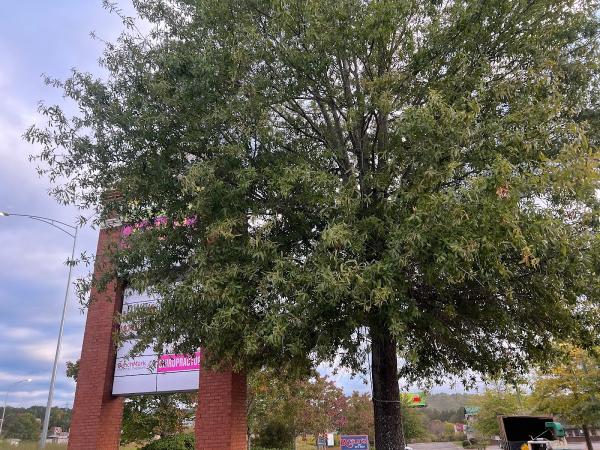 Rusty's Tree Care LLC