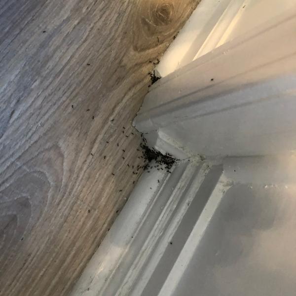 Speedway Termite & Pest Control