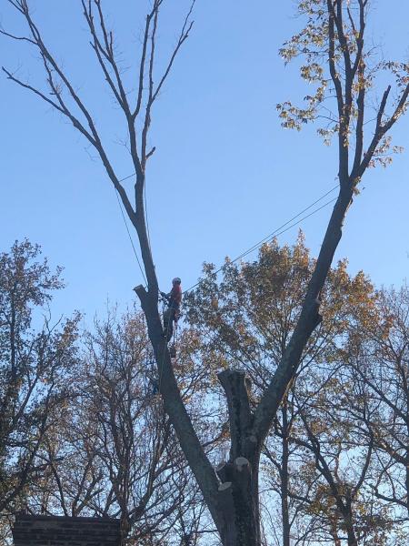 Good ol' Boyz Tree Service