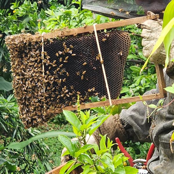 808 Bee Rescue & Live Removal