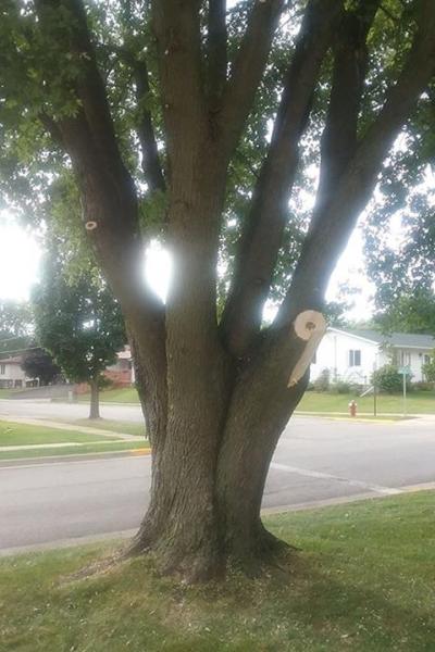 Brian's Lawn Care & Snow Removal