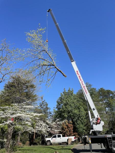 Nigel Wood Tree Service