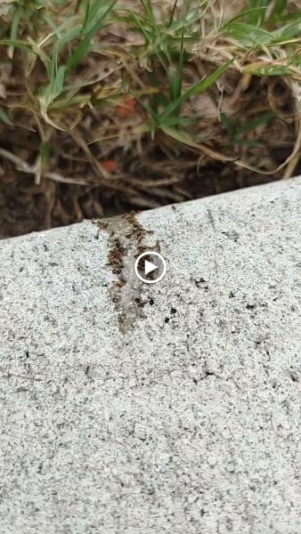 Brevard's Pest Solutions Inc.