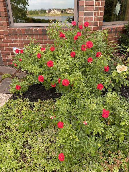 Garden Me Up