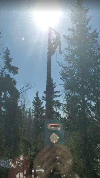Paul's Tree Service
