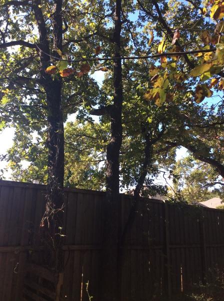 Dre's Tree Service LLC