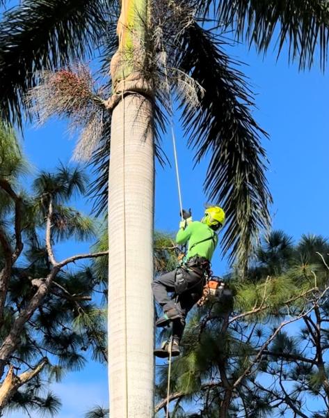 Nj´s Tree Expert.llc