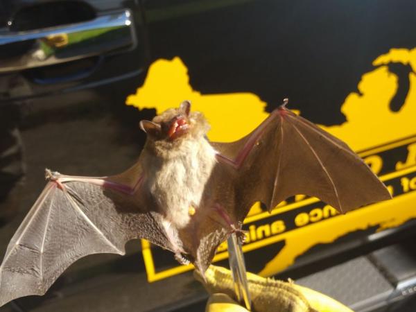 Pest Animal Removal Shreveport