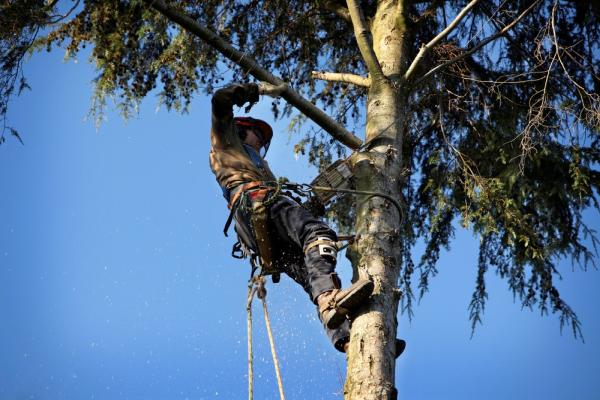 Syracuse Tree Service Experts