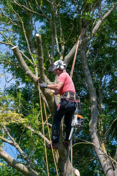 Syracuse Tree Service Experts