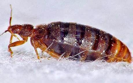 Lodestar Pest Management