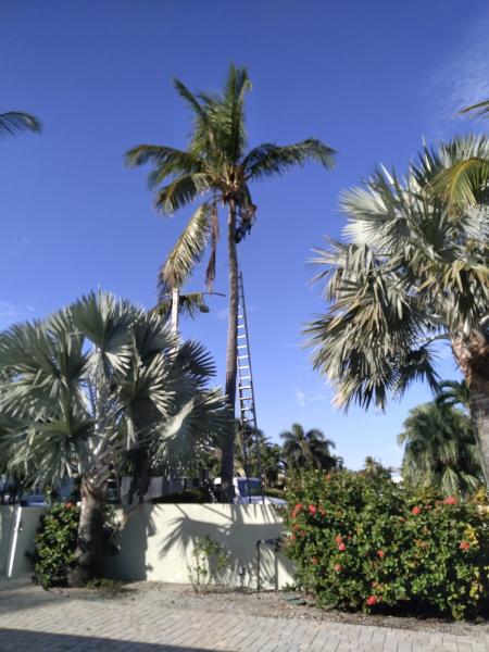 Able Tree Service