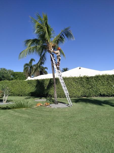 Able Tree Service