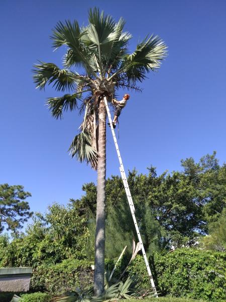 Able Tree Service