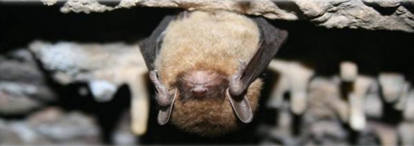 Bat Specialist