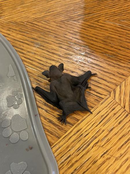 Bat Specialist