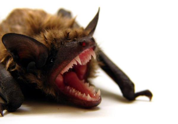 Bat Specialist