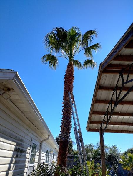 Naturescape Tree Care Service
