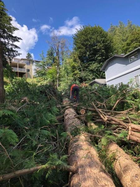 Timber Tree Service