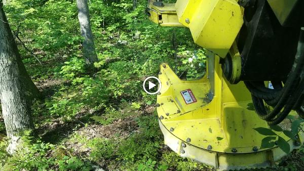 GTL Forest Products