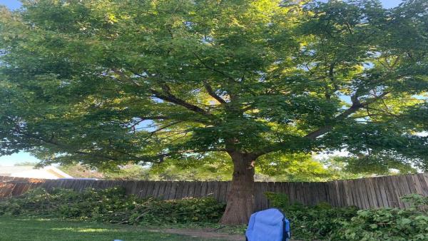 Papendieck's Tree Service